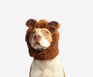 Halloween Costume - Bear