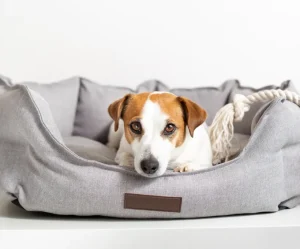 Grey Dog Bed